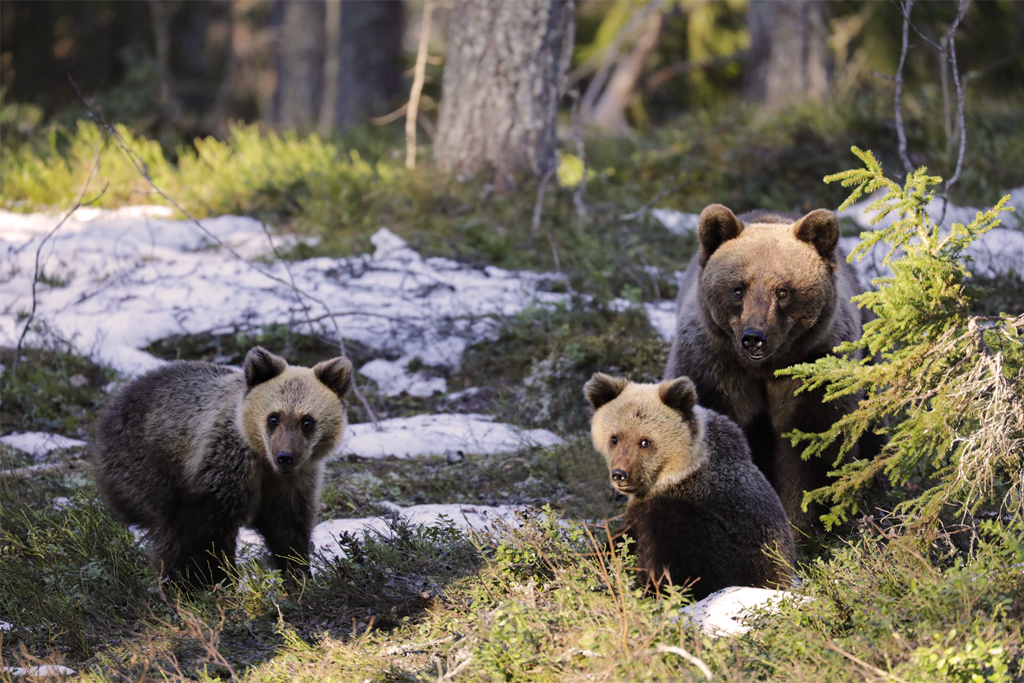 familia osos finlandia miri fotografia 