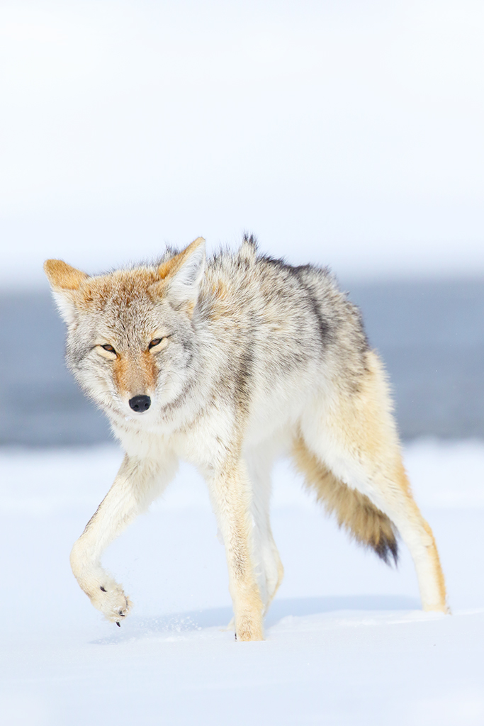 fotografia de fauna salvaje coyote Yellowstone Miry f