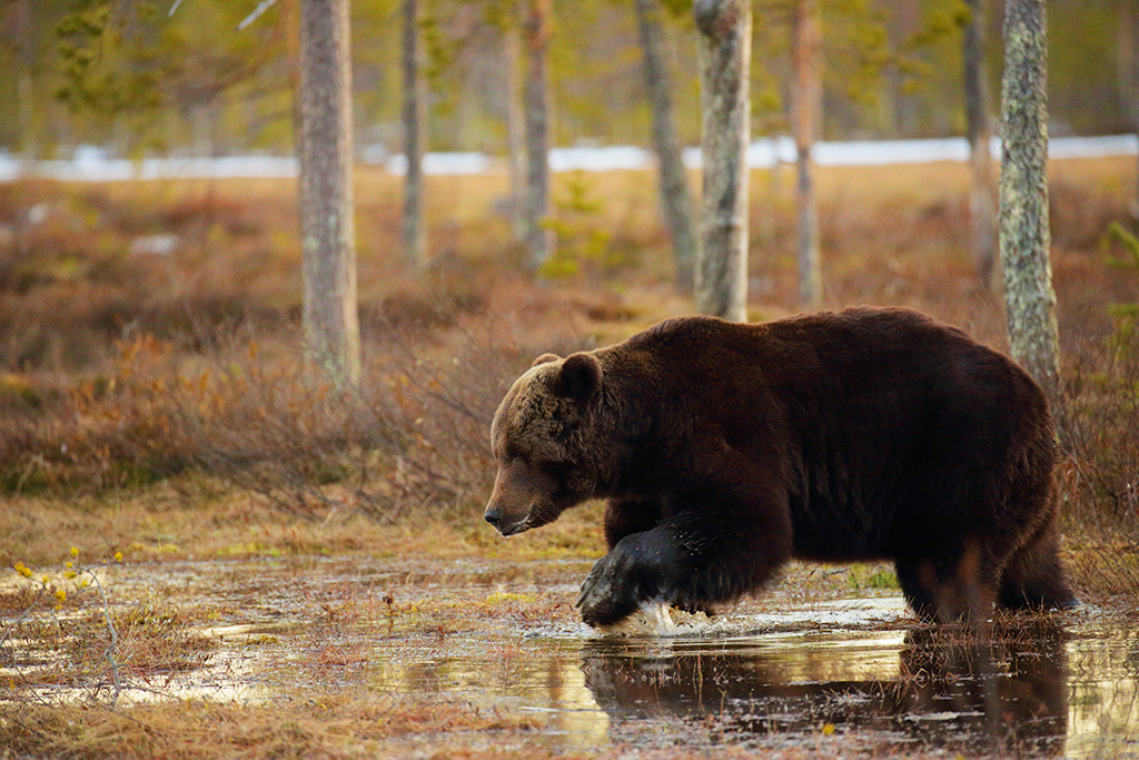 ursus arctic brown bear Finland photography miryf