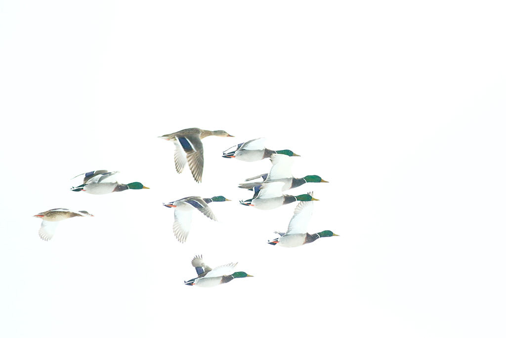 aves en vuelo en yellowstone