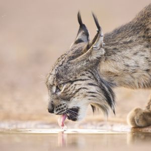 lince iberico Iberian lynx